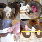 muflón