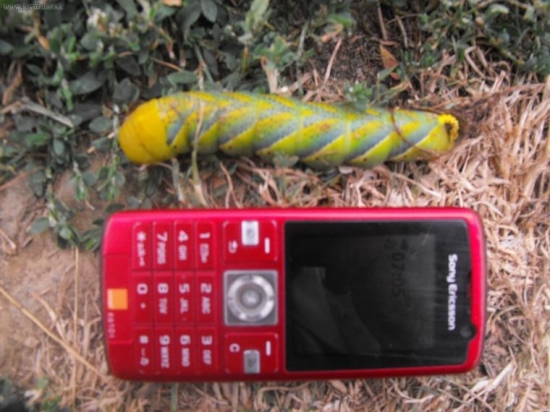 toto som raz našiel na dvore