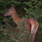 Jelenička-odfotena na cca.8metrov