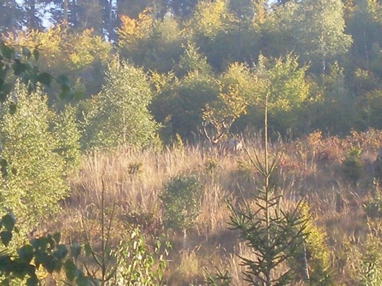 Jeleň-ruja 2008
