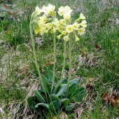 Primula veris