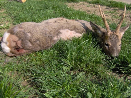 veľmi škaredy obrazok, sanitarny odstrel