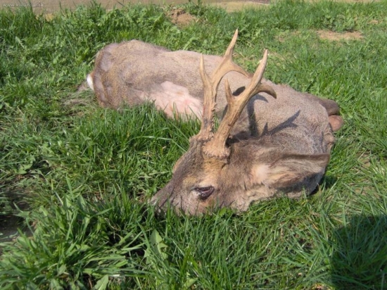 veľmi škaredý obrázok II.