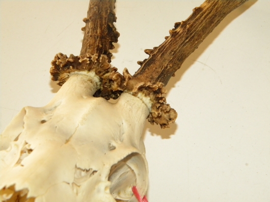 trofej srnca z fotky 93489