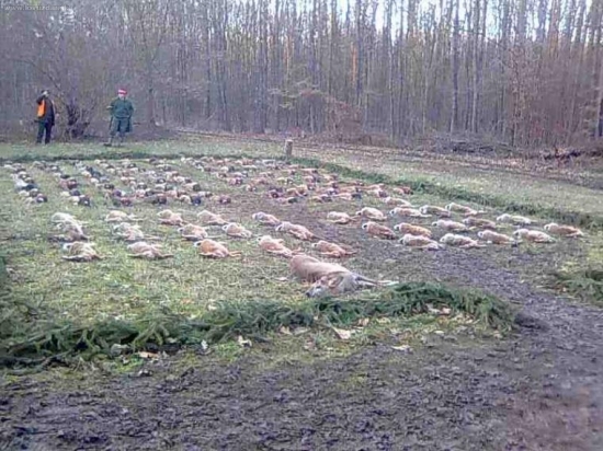 spolocna zajac, bazant