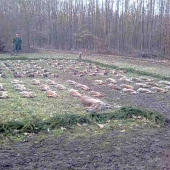 spolocna zajac, bazant