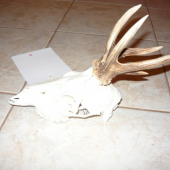 I. VT, cervena bodka