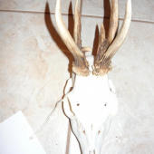 I. VT, cervena bodka