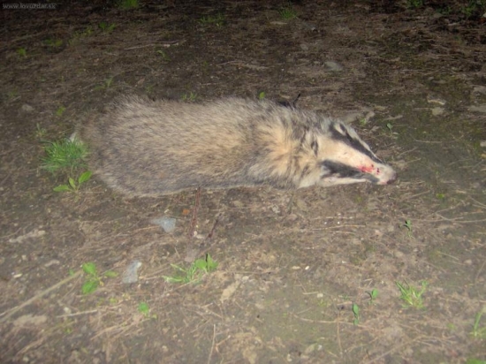 IV. 2008, v bazantnici