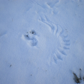 hadanka napisana do snehu