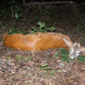 vcera vecer, privábený