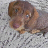 Moje malé zlatíčko