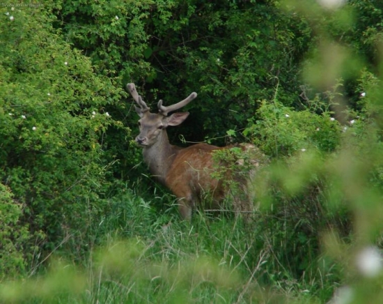 Pekne mi pózoval...=)