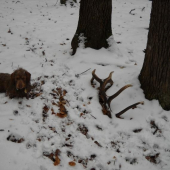 prvý tohoročný =)