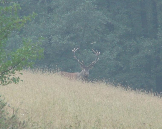 Kráľ našich lesov