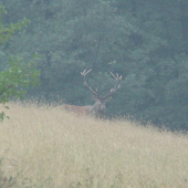 Kráľ našich lesov