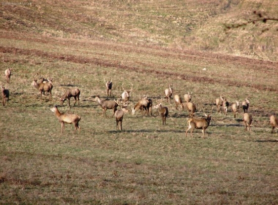 Taká menšia črieda