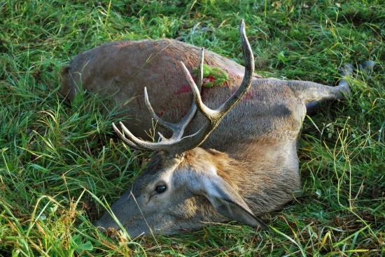 Ruja 2012
