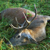 Ruja 2012