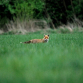 Líštička kmotríčka