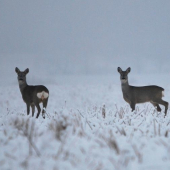 Srnčia v hmle