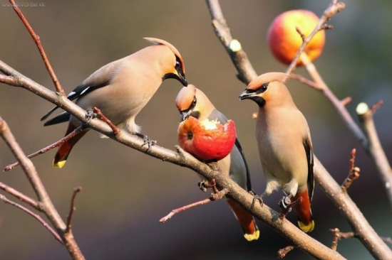 posledné hlty pred odletom