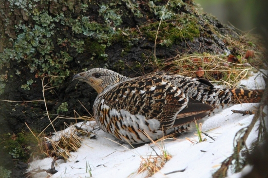 odpočívajúca hluchánica