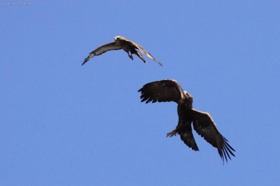 útok orla na myšiaka