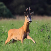 v ľahkom skoku za srnou