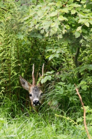 ukrytý v ležovisku