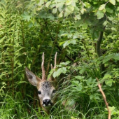 ukrytý v ležovisku