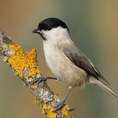 sýkorka lesklohlavá