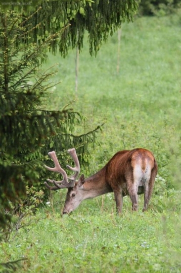 treba napásť do korún