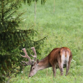treba napásť do korún