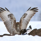 klasická bitka,aj s divákmi