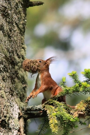 nesiem si na hniezdo