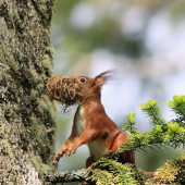 nesiem si na hniezdo