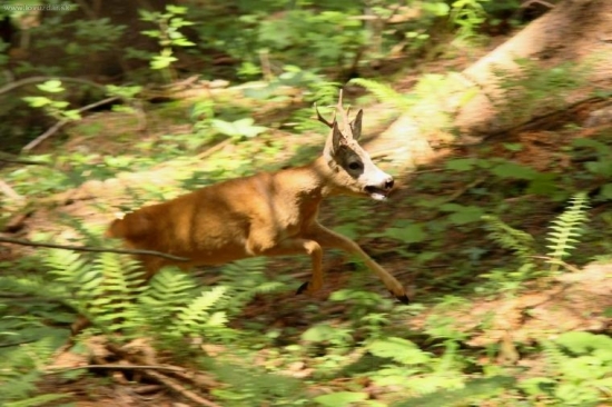 naháňal gombičkára