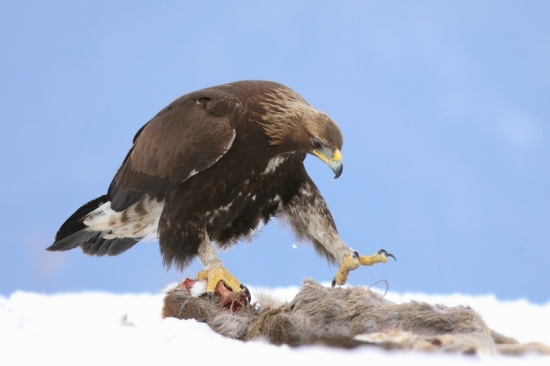 mladý orol na úhyne