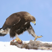 mladý orol na úhyne