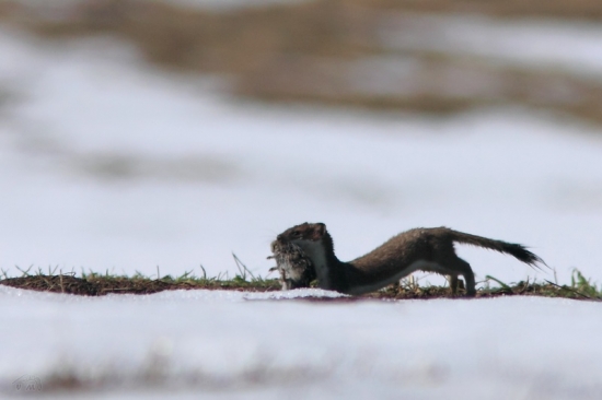 úspešný lovec hrabošov