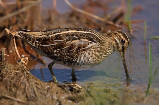 močiarnica mekotavá