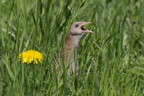 chrapkoš