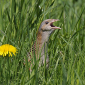 chrapkoš