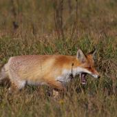 čeľustná gymnastika
