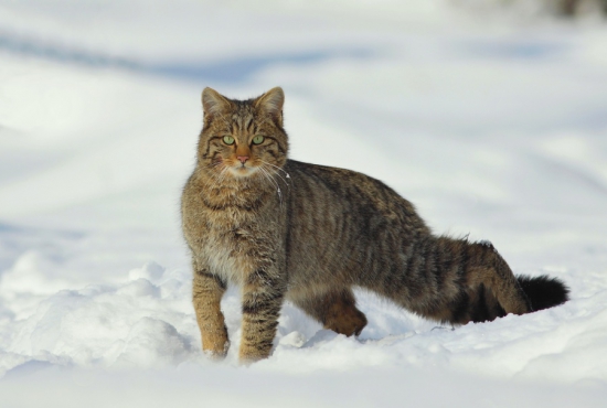 magický pohľad divej mačky