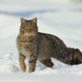magický pohľad divej mačky