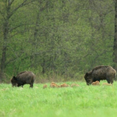 na paši s kŕdlikami