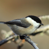 sýkorka čiernohlavá