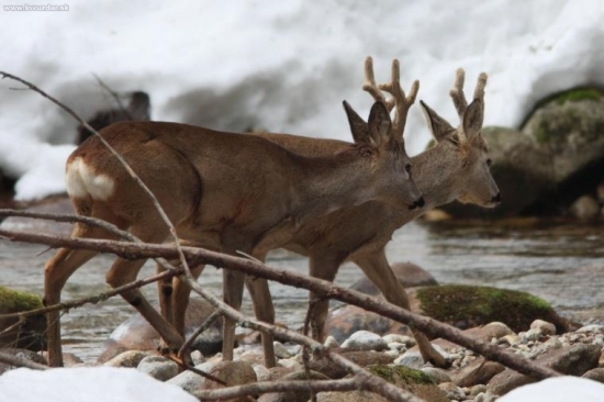 srnce pred vytlčením